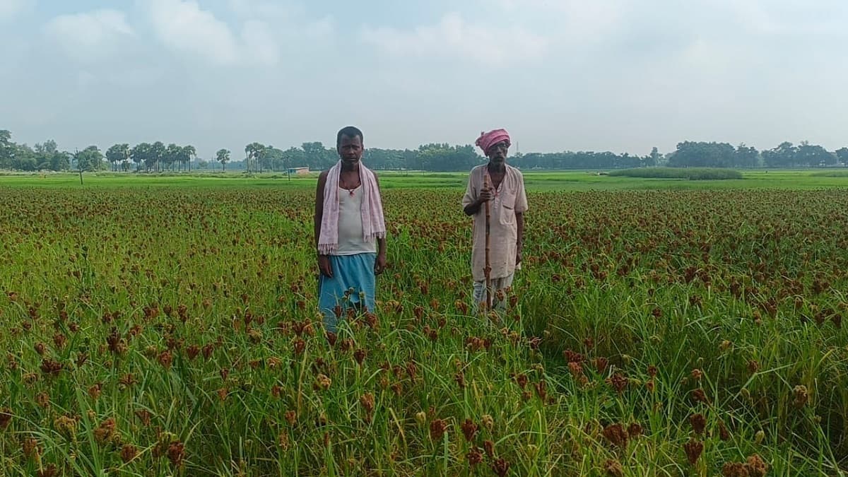 Saharsa news : मांग बढ़ी तो खेतों में लहलहाने लगी मड़ुआ की फसल