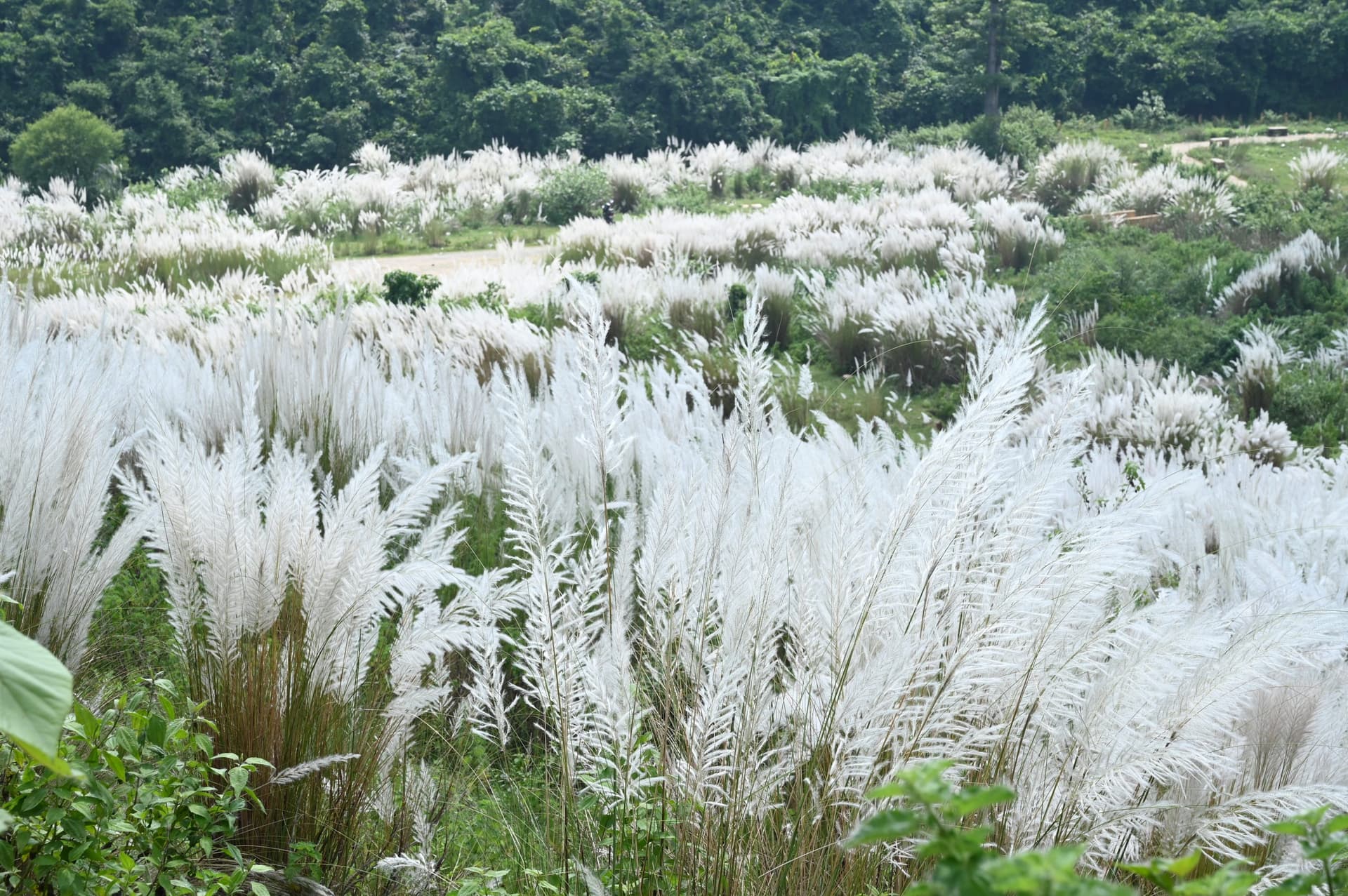 Jamshedpur News : प्राकृतिक सौंदर्य का प्रतीक है कास फूल