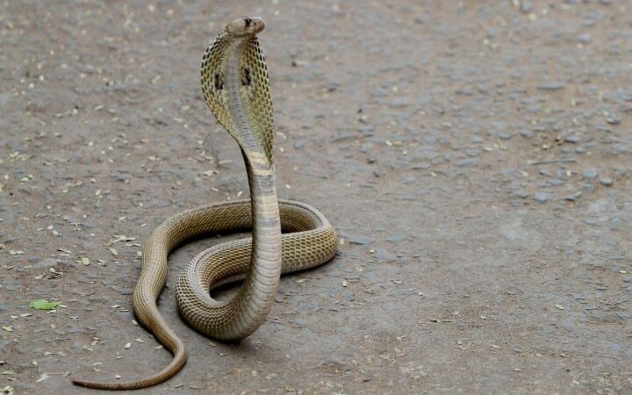 Bhabhua: बेड पर सो रहे युवक को सांप ने काटा, झाड़-फूंक के बाद कराया अस्पताल में भर्ती