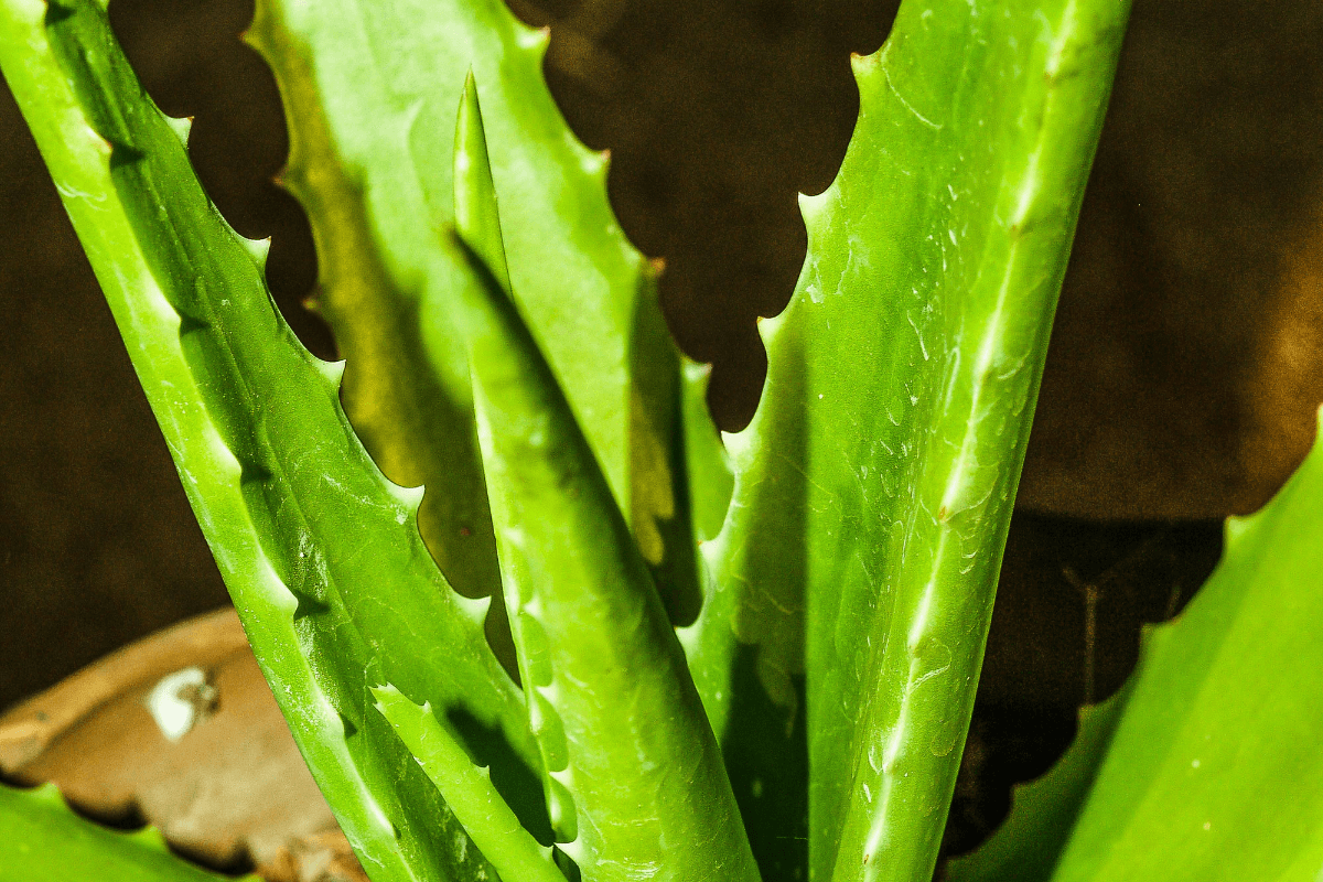 Side Effects of Aloe vera in Winters: सर्दियों में एलोवेरा से हो सकते हैं नुकसान, जानें कैसे बरतें सावधानी