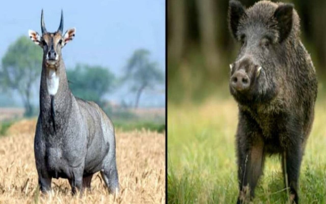 Bihar News: नीलगाय और जंगली सुअर के आतंक से किसानों को मिलेगी मुक्ति, गोली मारने का आदेश