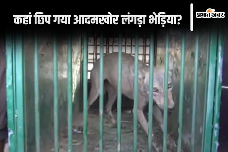 Bahraich Wolf Attack: आदमखोर लंगड़ा अब भी फरार, पांचवें भेड़िये के पकड़े जाने के बाद भी दहशत में लोग