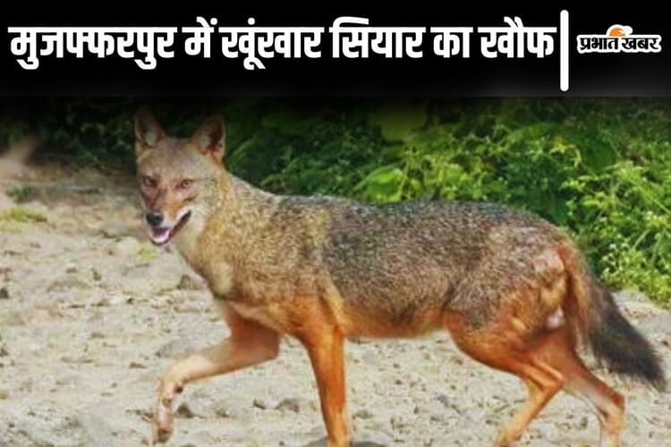 Bihar News: मुजफ्फरपुर में खूंखार सियार ने ग्रामीण की उंगली चबायी, लाठी-भाला लेकर पहरा दे रहे लोग