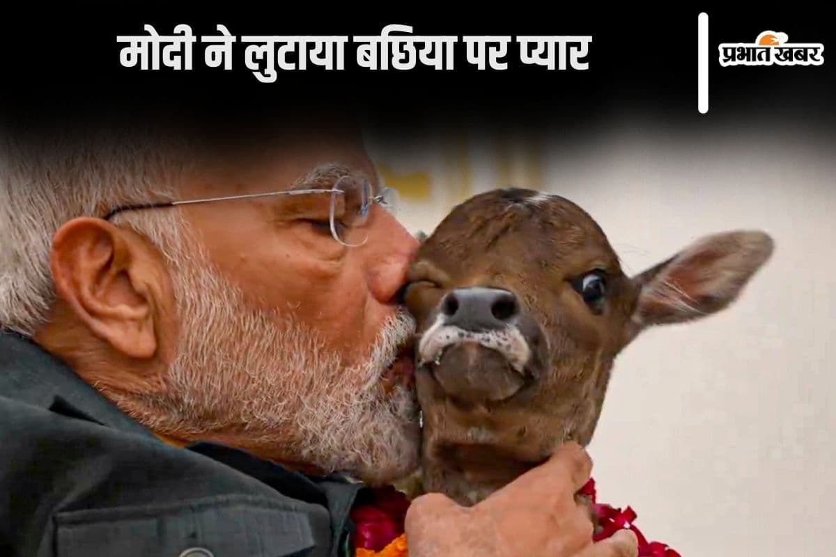 PM Modi Photo: प्रधानमंत्री आवास में बछिया का जन्म, नरेंद्र मोदी ने चूम लिया ‘दीपज्योति’ को