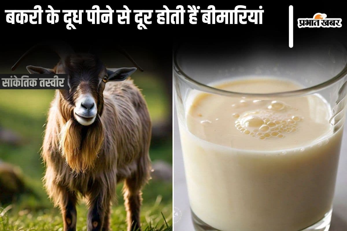 Goat Milk Benefits: बकरी के दूध पीने से दूर होती हैं ये 6 गंभीर बीमारियां Goat Milk Benefits: बकरी के दूध पीने से दूर होती हैं ये 6 गंभीर बीमारियां