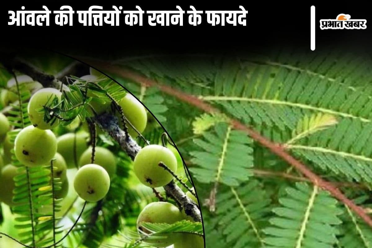 Amla Leaves Benefits: आंवले की पत्तियों को चबाकर खाने के 6 अद्भुत फायदे