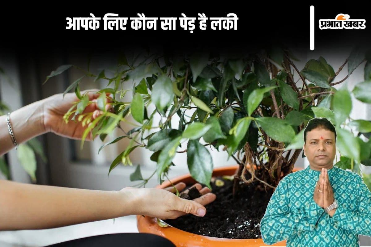 Lucky Plants For Home: पेड़ों से चमक सकती है आपकी किस्मत, जानें आपके लिए कौन सा पेड़ है लकी