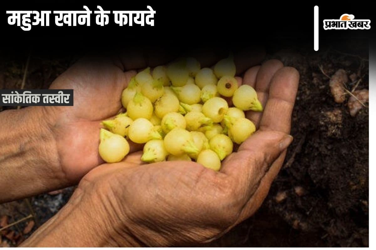 Mahua Fruit Benefits: महुआ खाने के ये हैं 4 अद्भुत फायदे