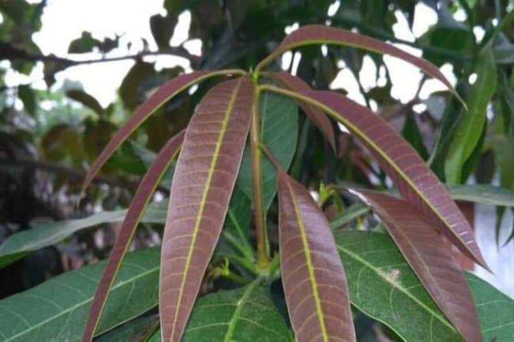 Mango Leaves Benefits: आम के पत्तों को चबाकर खाने से दूर हो जाती हैं ये 5 बीमारियां
