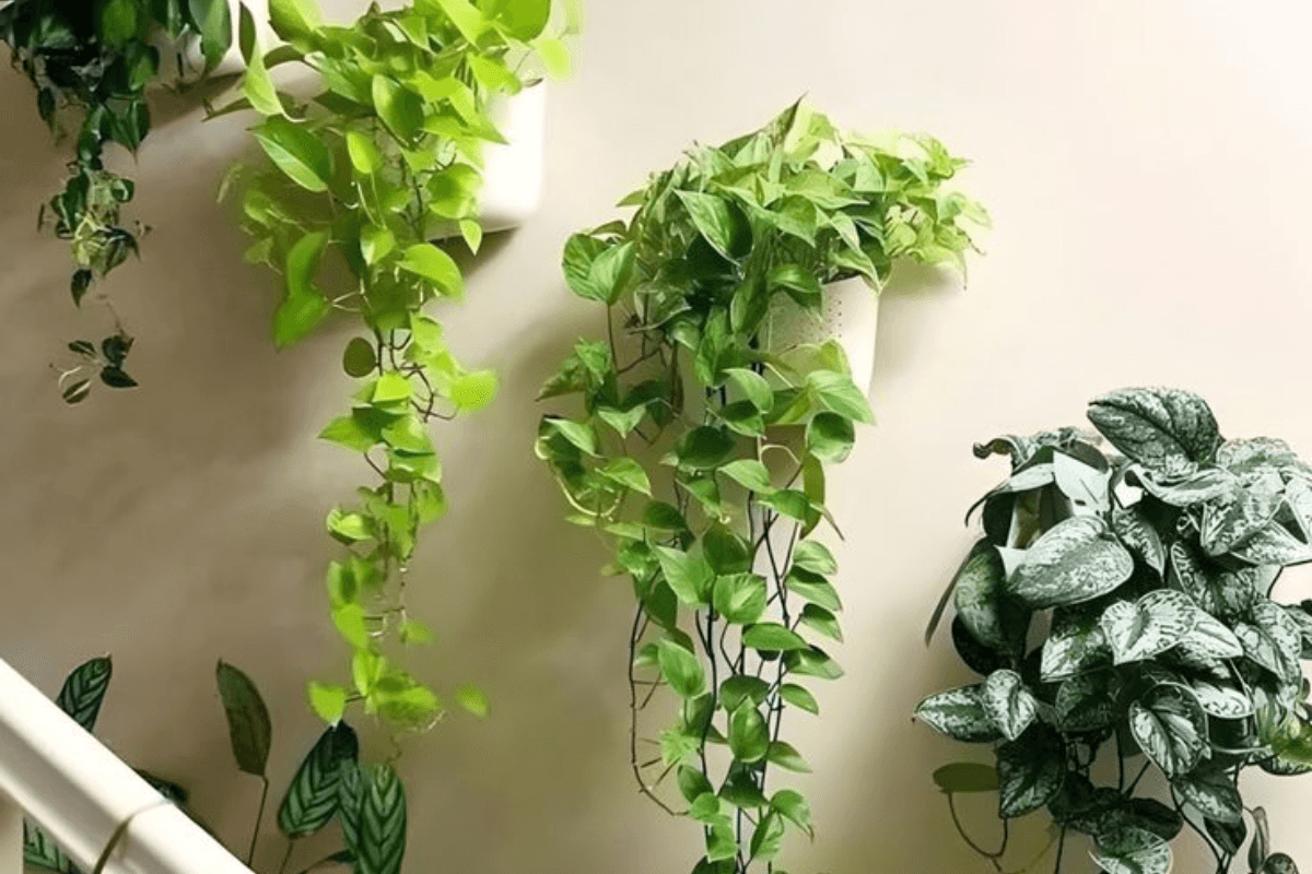 Money Plant Tips: क्या मनी प्लांट के पत्तों का पीला पड़ना है आम बात या फिर दे रहा है कोई संकेत?