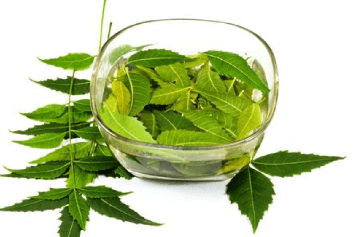 Benefits of Neem Leaves:रोज सुबह आदत डाल लें बस 2 पत्ती नीम की चबाने की, बुढ़ापे में भी लगेंगे जवान