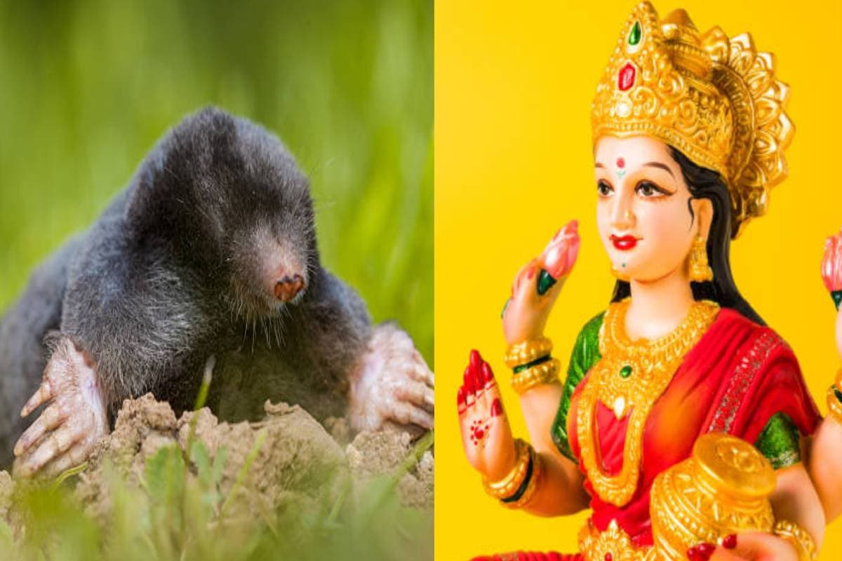 Good and Bad Luck: जिस घर में रोजाना आता छछूंदर, वहां होता है देवी लक्ष्मी का वास?