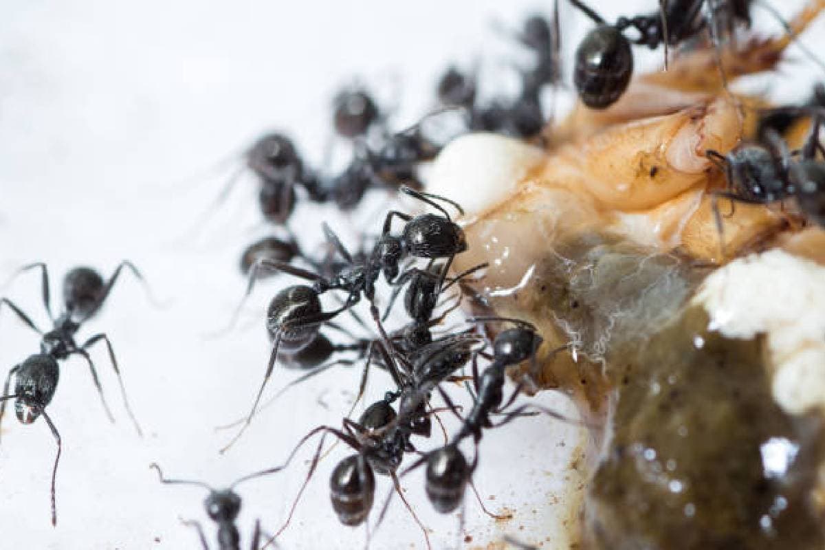 Pitru Paksha 2024: पिंडदान के बाद चीटियों की हरकतें बताएगा पूर्वज खुश हैं या नाराज