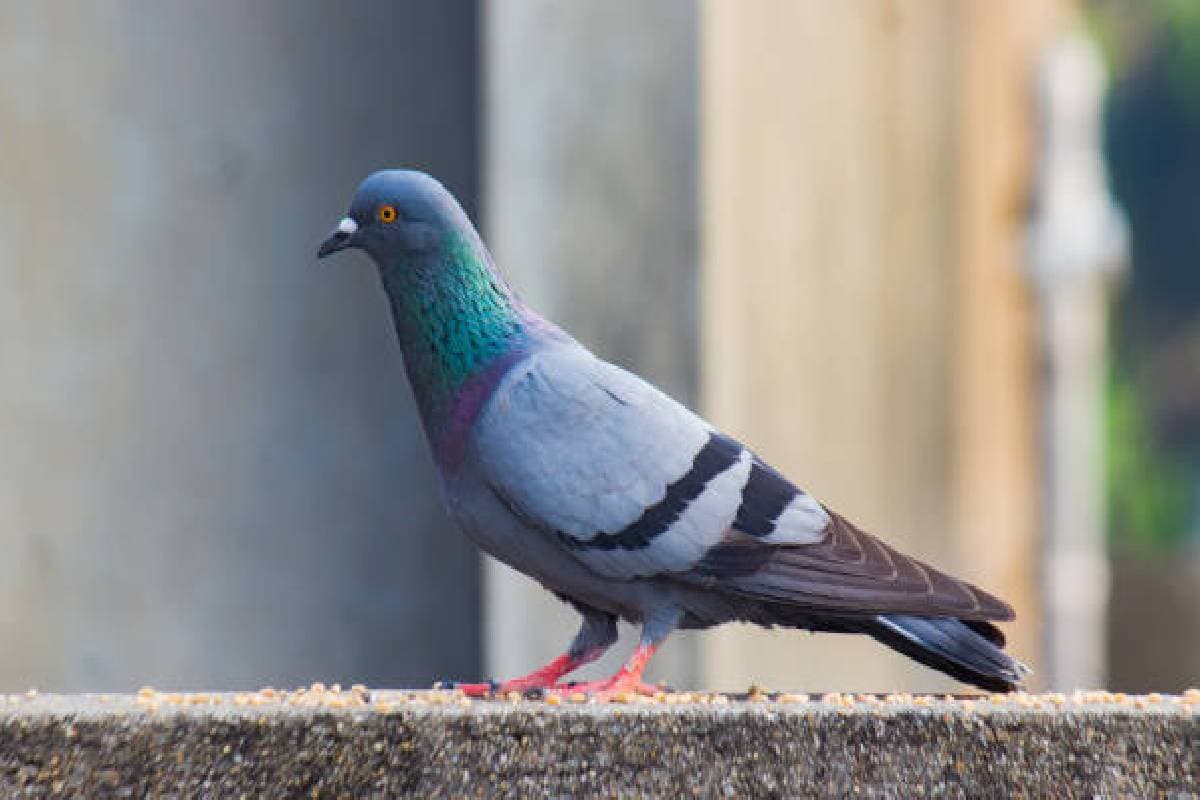 pigeon to make a nest pigeon to make a nest