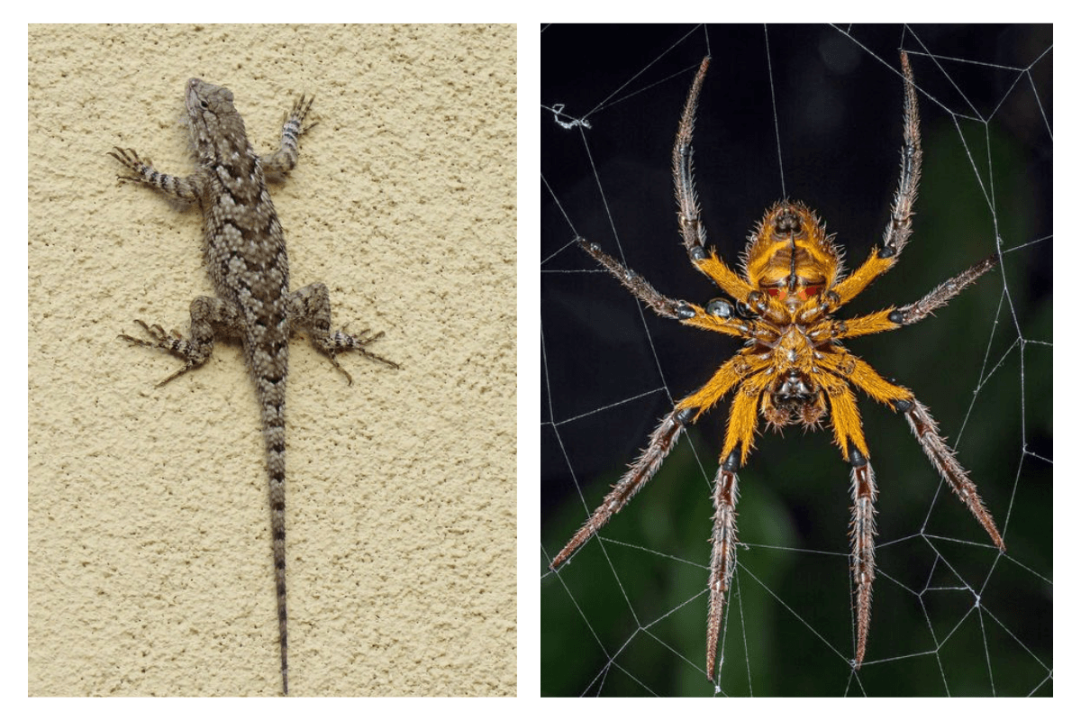 Ways to get rid of lizards and spiders: घर से छिपकली और मकड़ी भगाने के ये है असरदार तरीके आज ही ट्राइ करें Ways to get rid of lizards and spiders: घर से छिपकली और मकड़ी भगाने के ये है असरदार तरीके आज ही ट्राइ करें