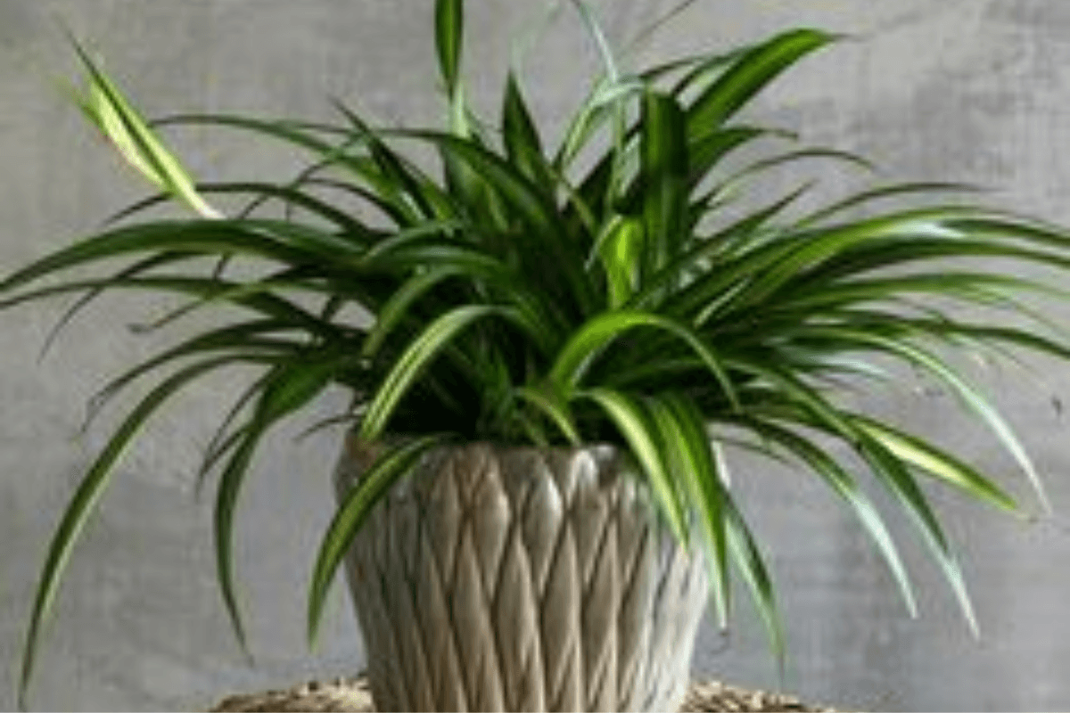 Home Plants Protect Against Pollution:घर में लगे पौधे भी कर सकते है प्रदूषण से बचाव, चुनें इन पौधों को