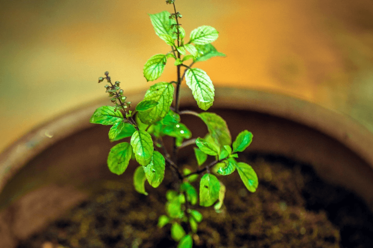 Vastu tips: वास्तु के अनुसार तुलसी के पास कौन से पौधे नहीं लगाने चाहिए