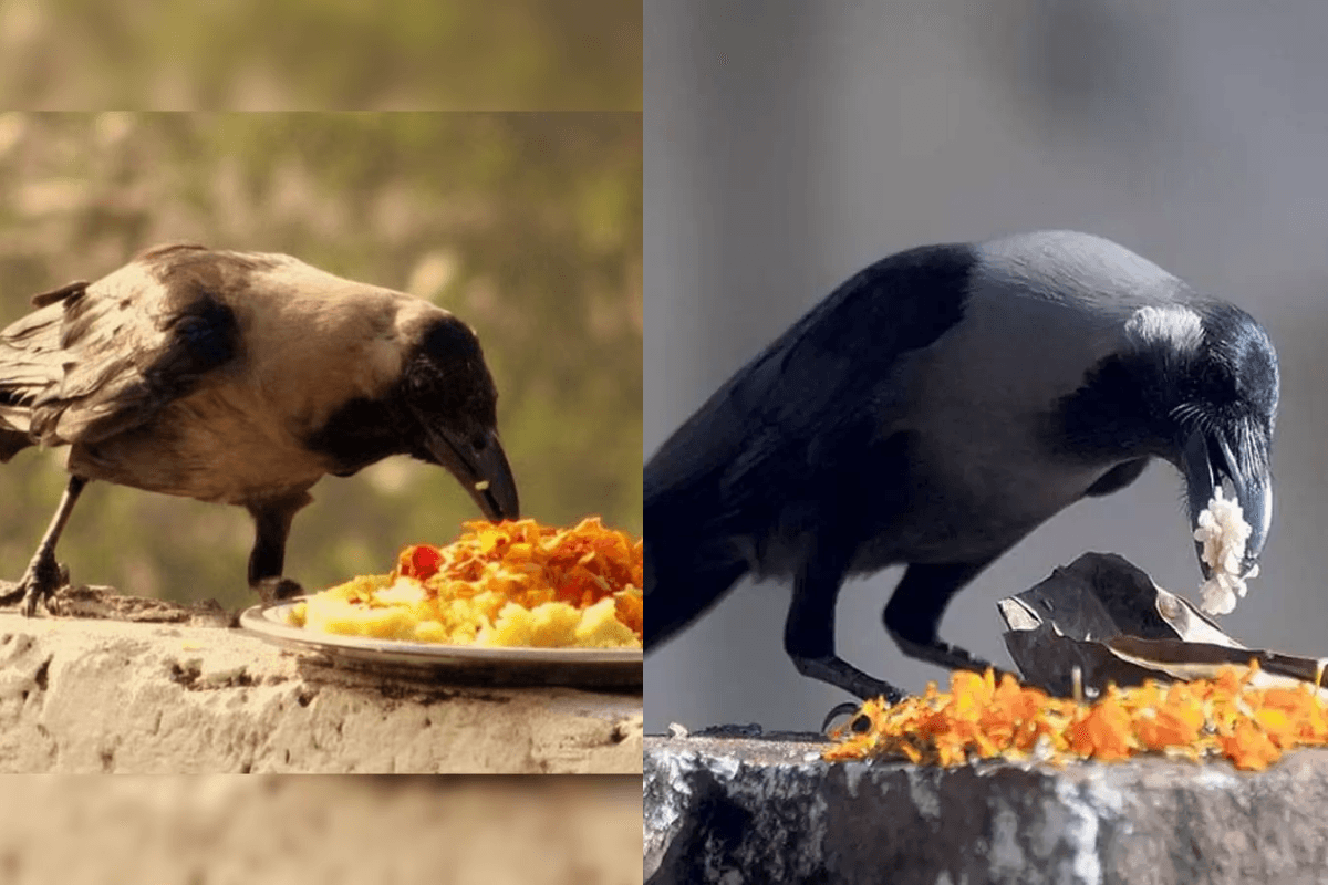 Pitru Paksha: पितृ पक्ष में कौवे को भोजन देने की परंपरा क्यों है इतना महत्वपूर्ण?