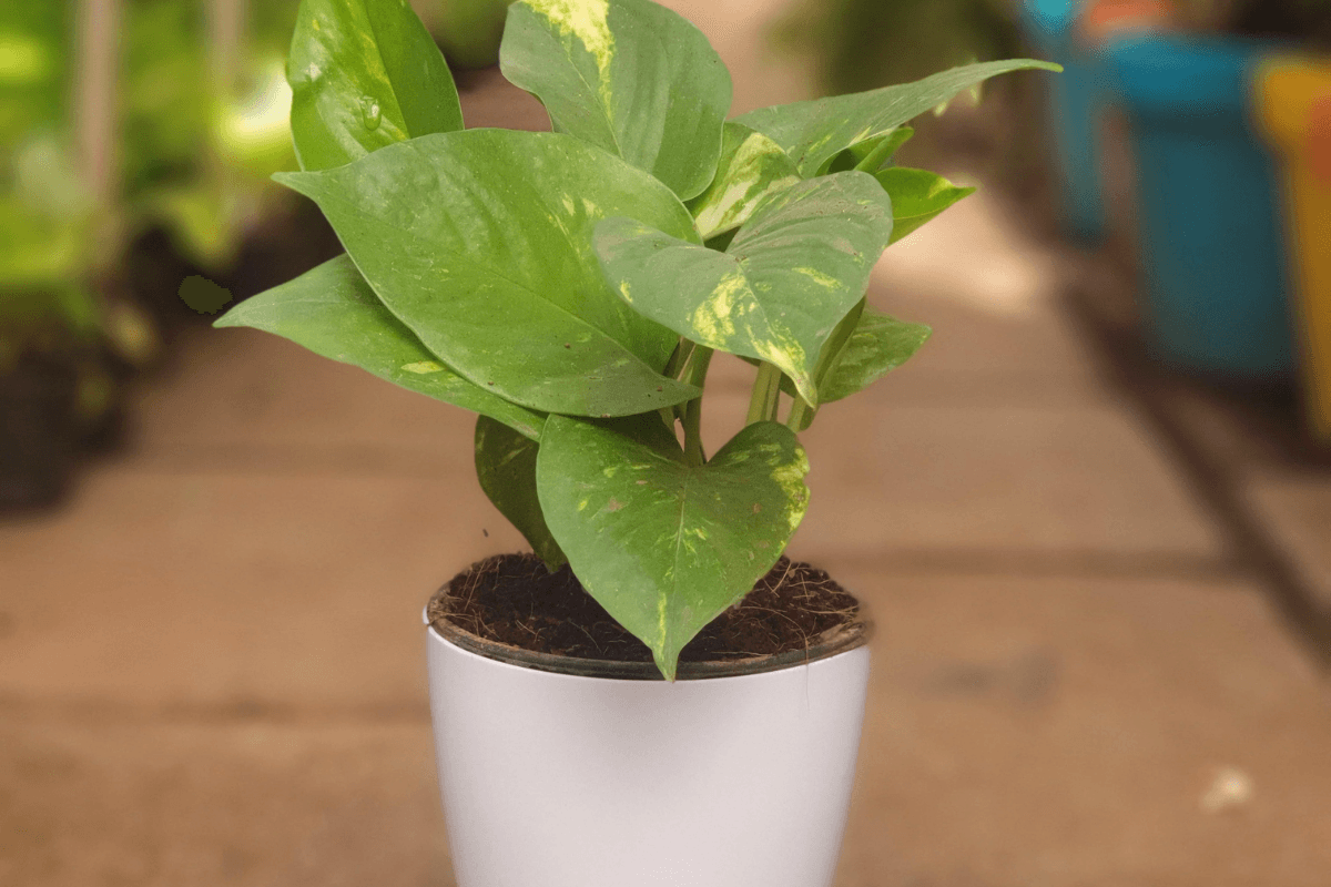 Vastu tips: वास्तुशास्त्र के अनुसार मनी प्लांट कहां लगाएं जिससे घर में आए खूब पैसा और समृद्धि