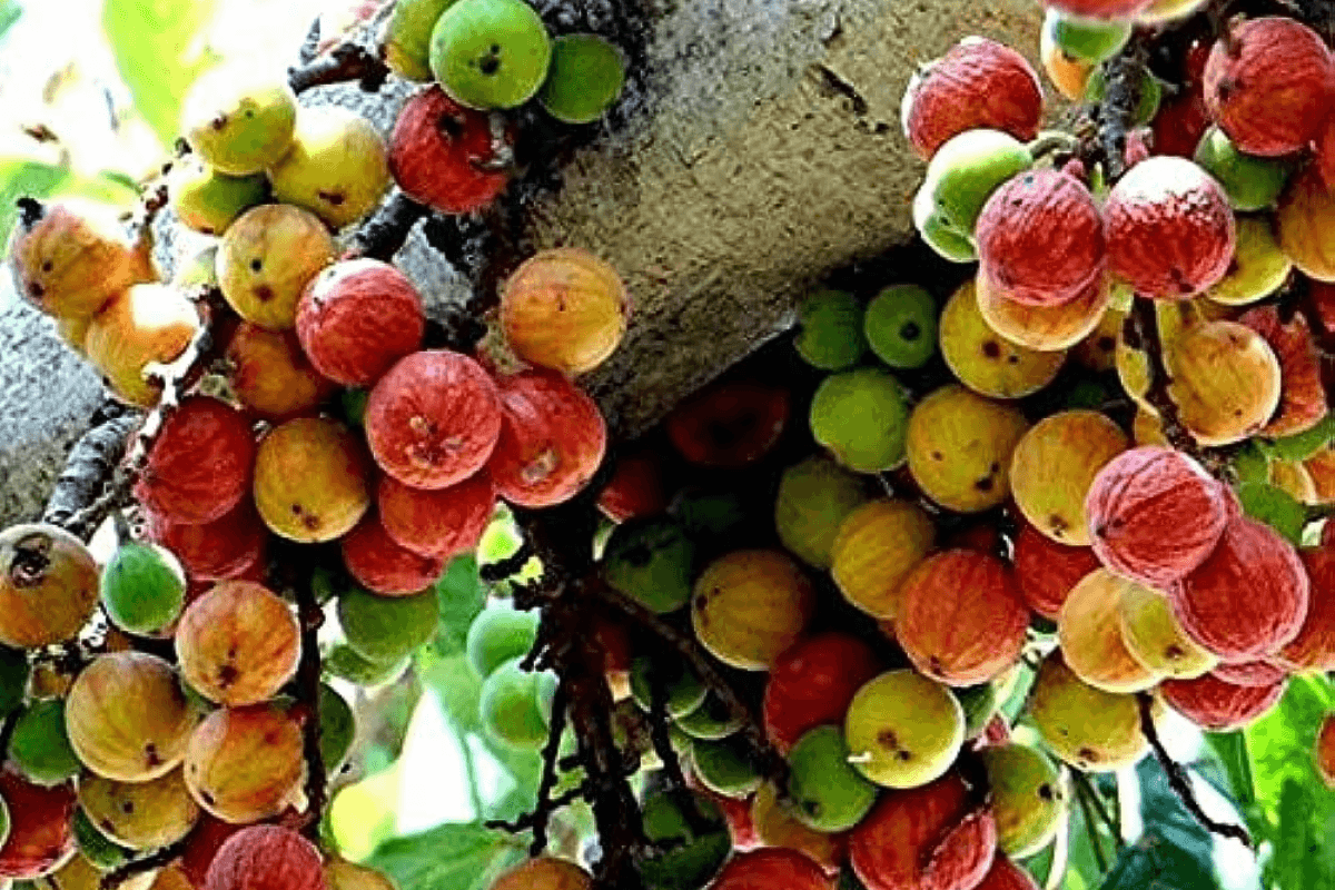 Gular Tree: गुलर का पेड़ घर के पास शुभ या अशुभ?