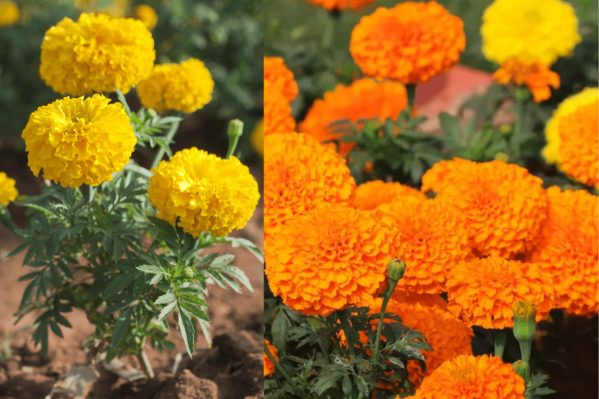 Marigold Flower: गेंदे के फूल, त्वचा और बालों की खूबसूरती के लिए चमत्कारी उपाय