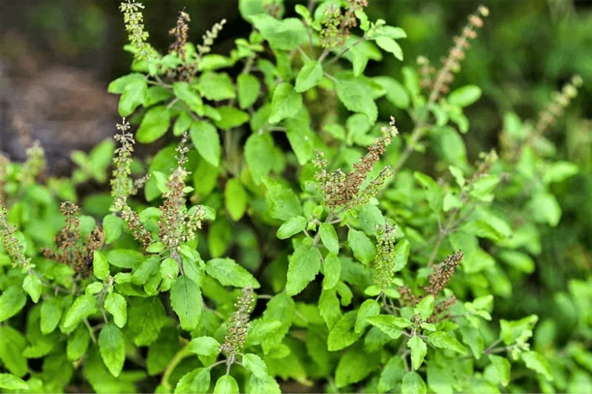 Vastu Shastra: तुलसी का पौधा लगाने की सही जगह, छत या आंगन?