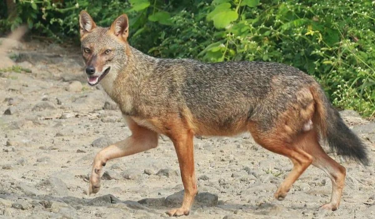 Bihar News: सहरसा में सियार बना आदमखोर, 3 महिला समेत 5 लोगों को बनाया शिकार