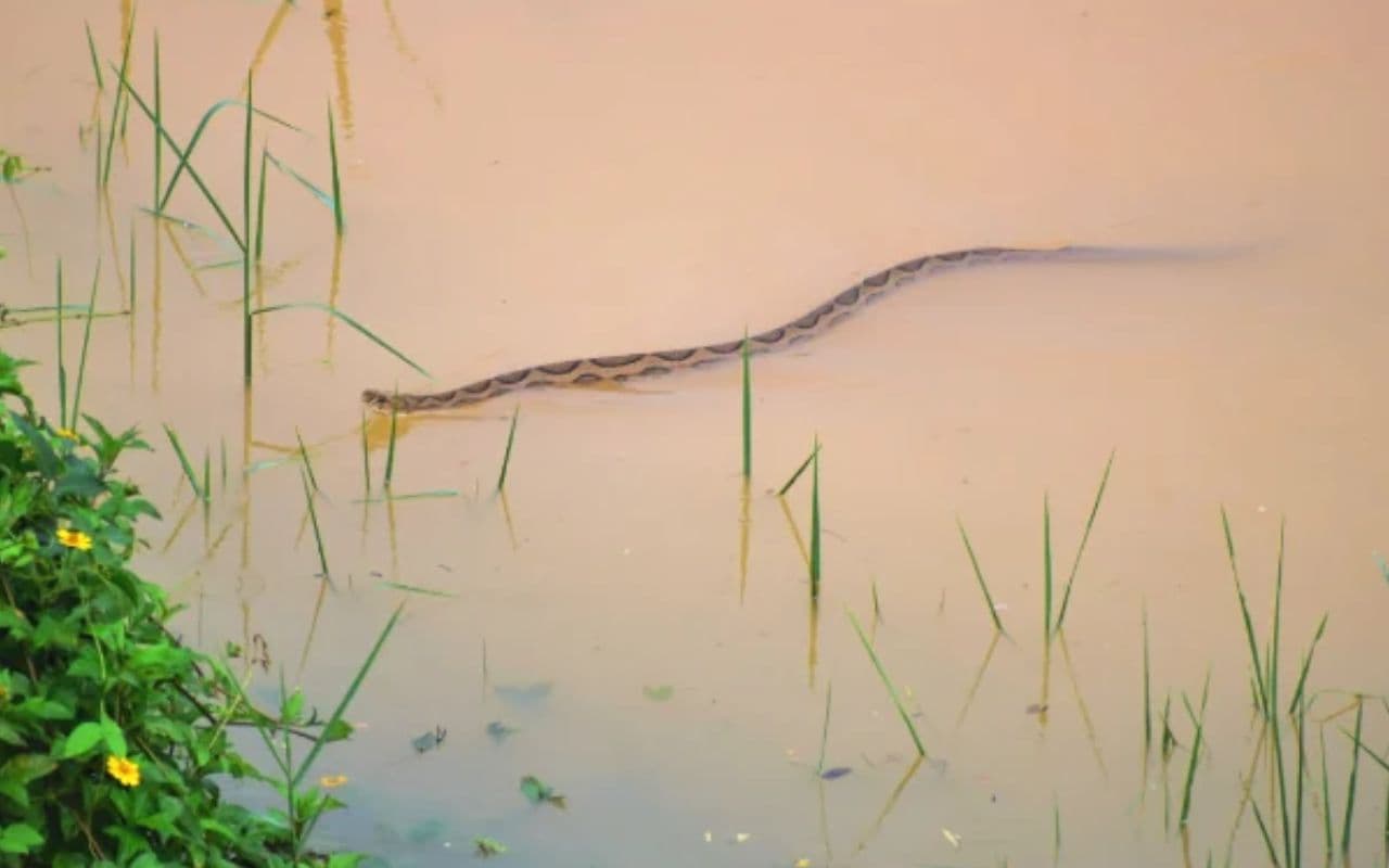 Bihar Flood: बिहार के बाढ़ प्रभावित जिलों में बढ़ा सांपों का खतरा, स्वास्थ्य विभाग ने एंटी वेनम स्टॉक करने के दिए निर्देश