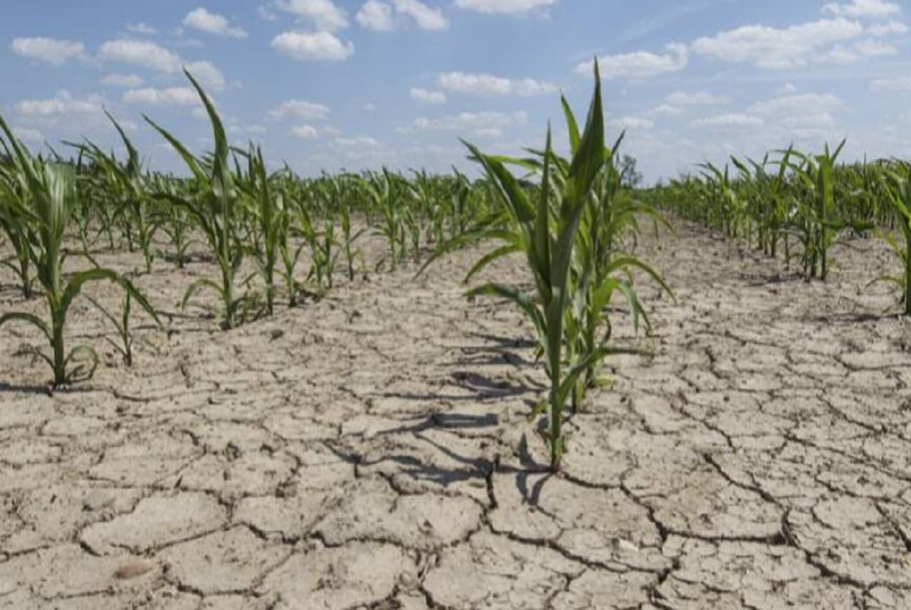 Famine in Bihar: अकाल के मुहाने पर बिहार, 21 जिलों में हर साल सुखाड़ के हालात