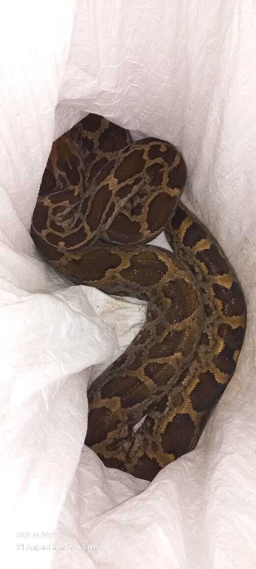 अजगर सांप को पकड़कर युवक ने जंगल में छोड़ा