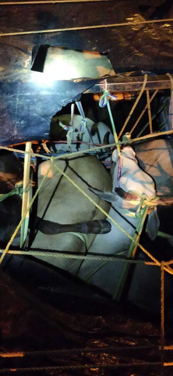 बगोदर में 22 मवेशी लदे दो वाहन जब्त, दो गिरफ्तार