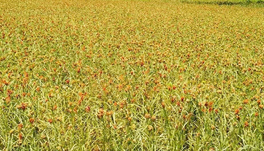 पारंपरिक कृषि व्यवस्था पर बाजारवाद हो रहा हावी