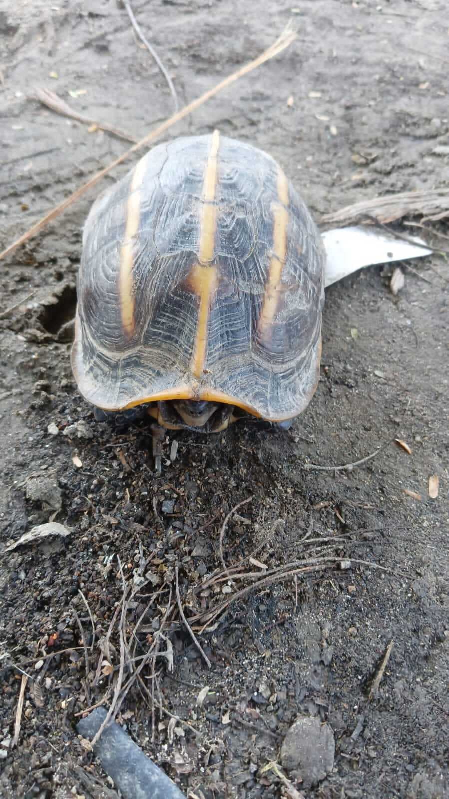 मुख्य तिरहुत नहर के 3 आर डी पुल के निकट मिला दुर्लभ प्रजाति का कछुआ