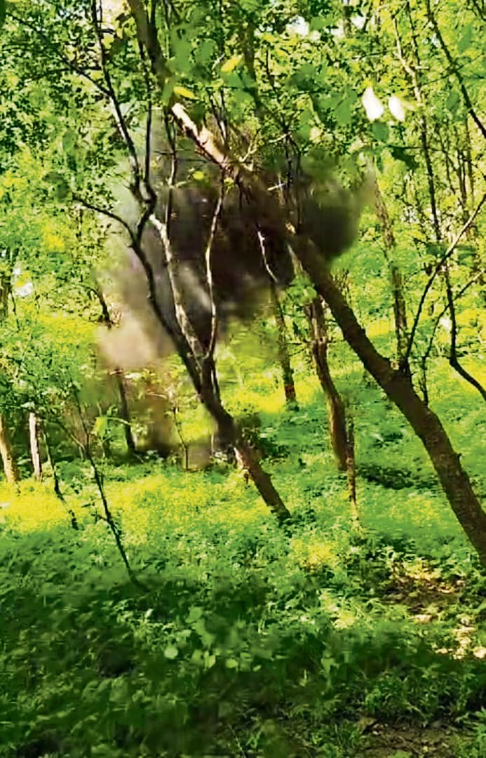 लंगुराही व पचरुखिया जंगल से चार प्रेशर आइइडी बरामद