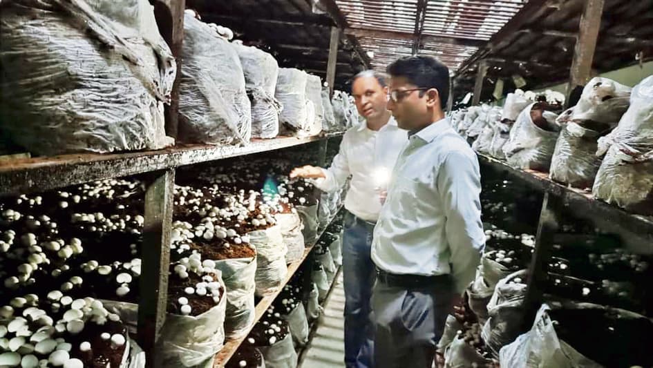 Chhapra News : मशरूम के उत्पादन से बदली किस्मत, अब लोगों को दे रहे रोजगार