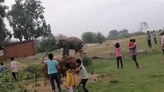 झुंड से बिछड़ा हाथी बर्बाद कर रहा फसल