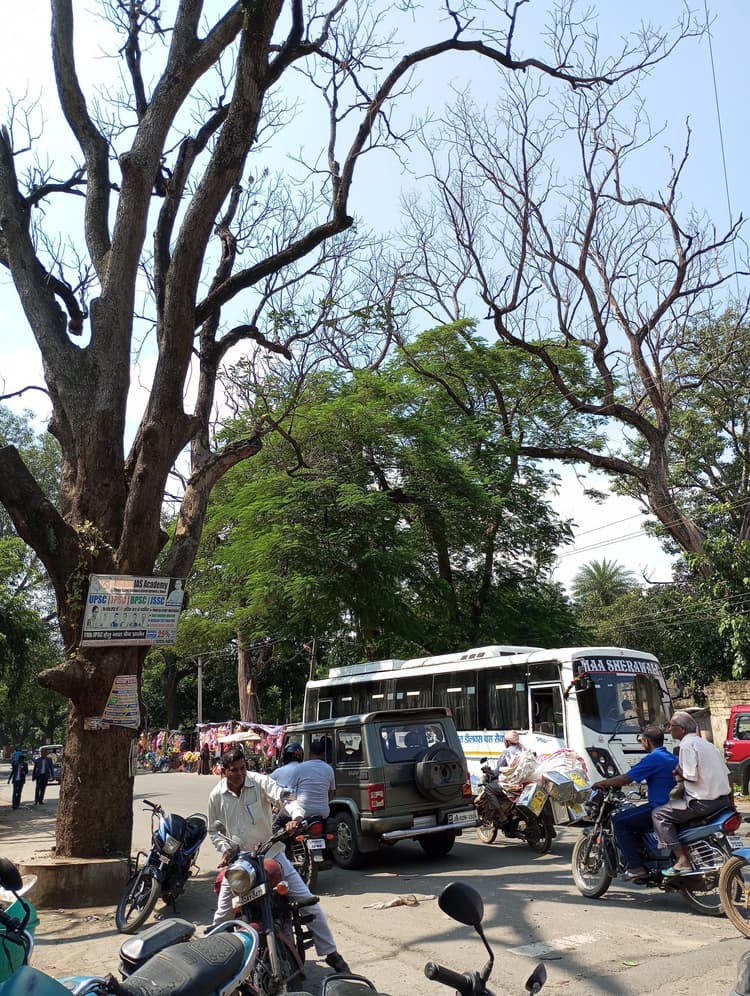 शहर में सड़क किनारे 150 खड़े सूखे पेड़ से जान को खतरा