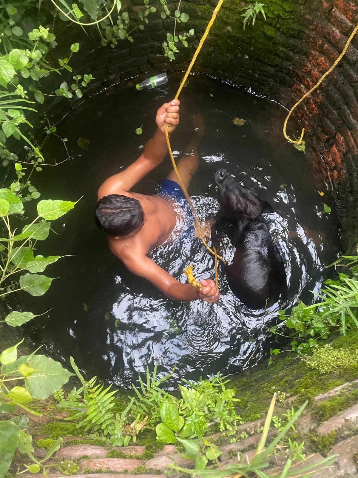 DHANBAD NEWS : कुआं में गिरे गाये के बछड़े का राहुल तत्काल ने तत्काल किया रेस्क्यू