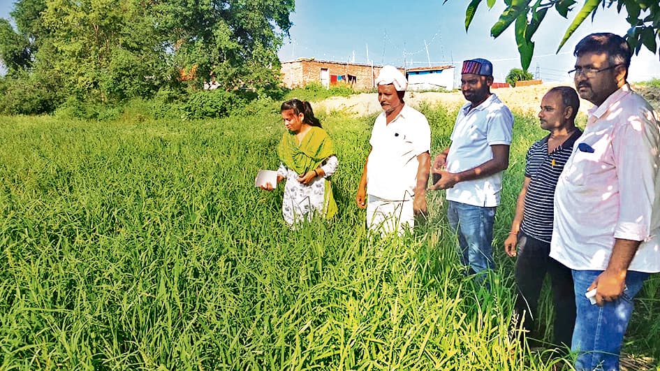 Gopalganj News : मड़ुआ, बाजरा, सावा जैसे मोटे अनाजों के प्रति किसानों का बढ़ रहा रुझान