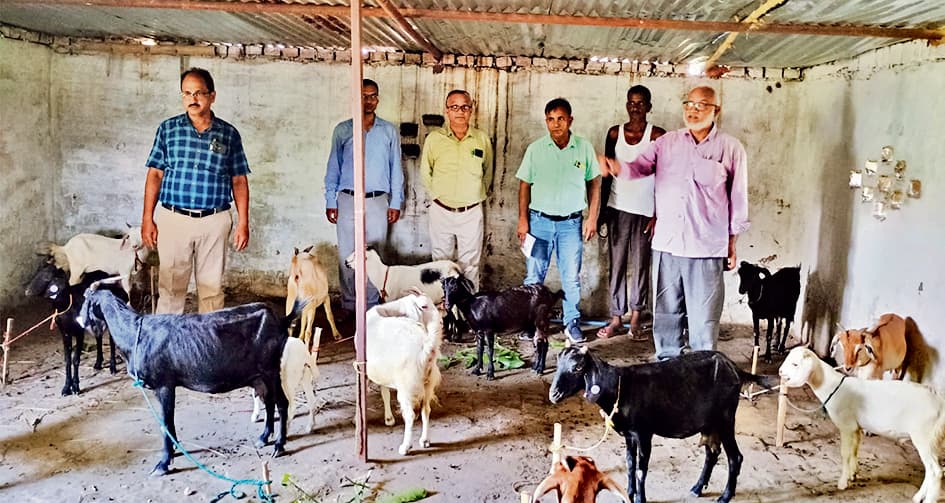 Gopalganj News : बकरीपालन के लिए विभाग देगा आठ लाख रुपये तक की सब्सिडी, शुरू हुआ ऑनलाइन आवेदन