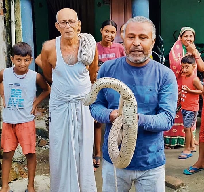 HAJIPUR NEWS : बिदुपुर में स्नैक कैचर टीम ने पकड़ा रसेल वाइपर सांप