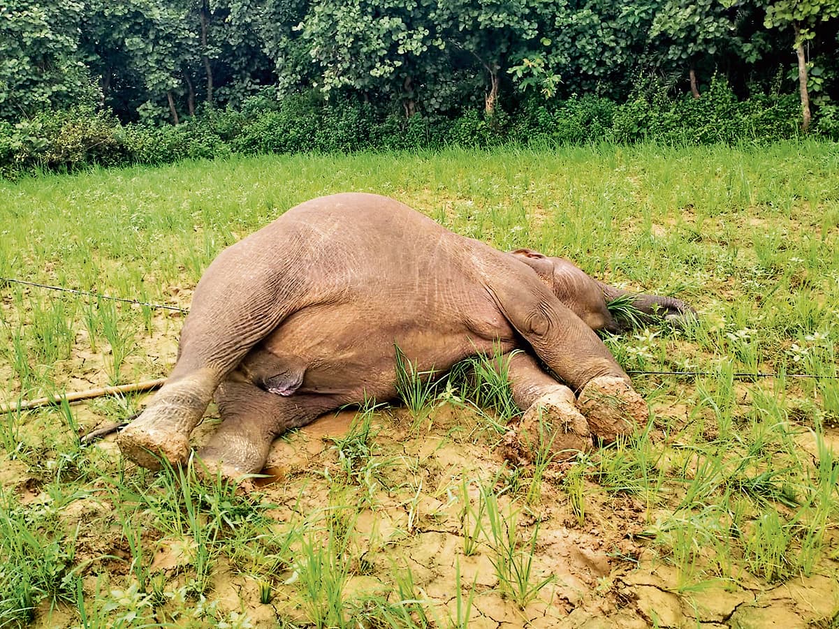 Rourkela News: लाठीकटा के नुआगां में हाथी का शव मिला, करंट लगने से मौत की आशंका