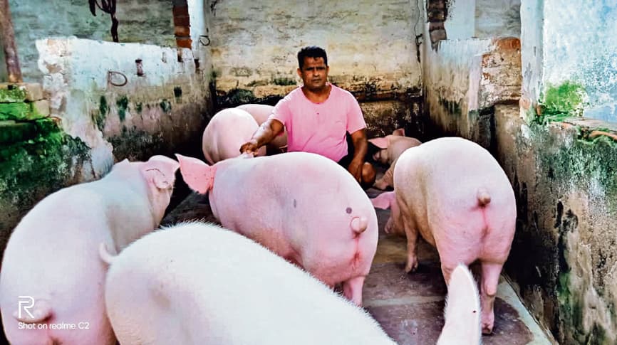 मछली के बाद सूअर पालन में कदम बढ़ाने लगा रोहतास