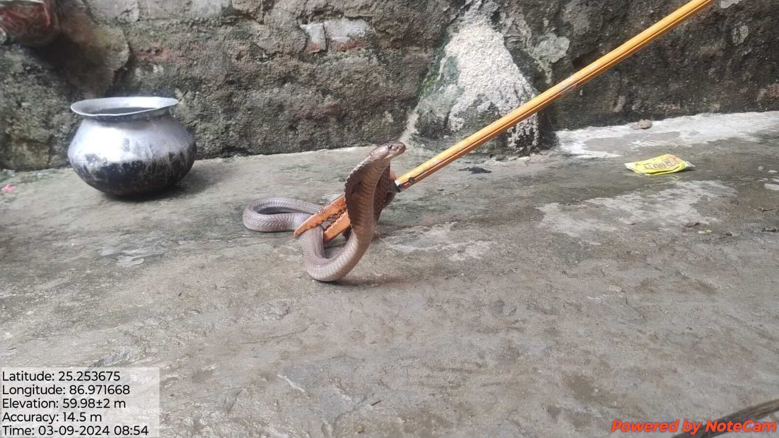 गंगा किनारे स्थित मोहल्लों से 12 कोबरा व 18 रसेल वाइपर सांप पकड़े गये