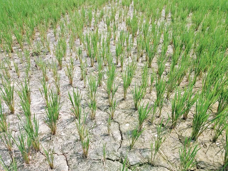 Chhapra News : बारिश नहीं होने से फसलों पर संकट, किसान परेशान