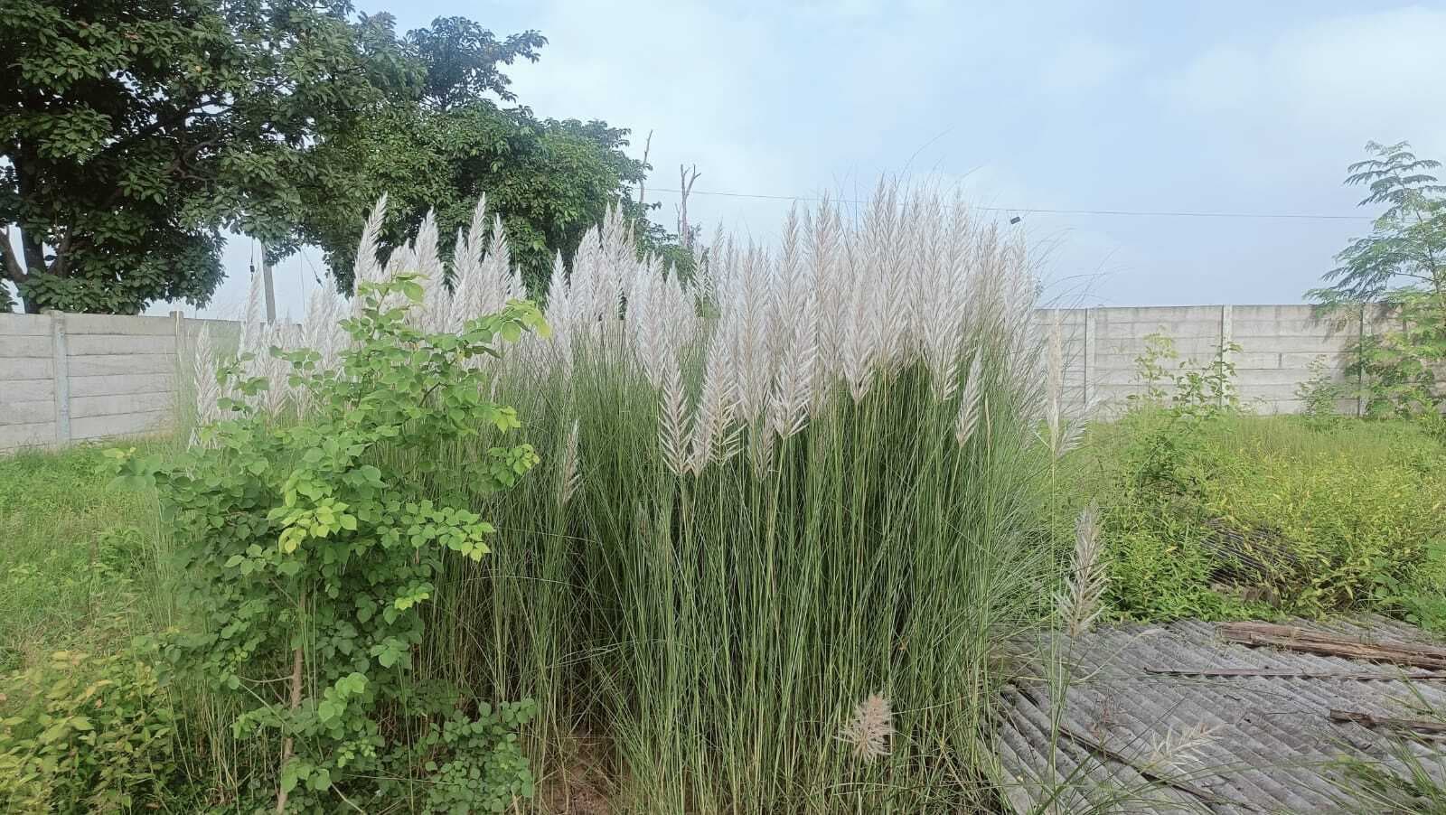 काशी के फूल ने बढ़ाया बड़कागांव का सौंदर्य