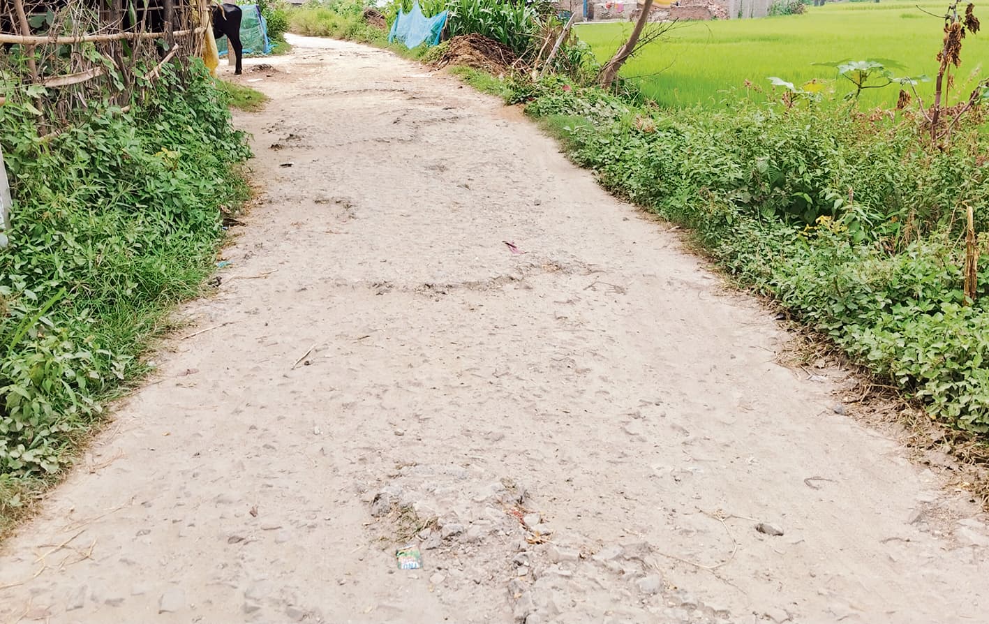 Gopalganj News : मांझा से कोइनी जाने वाली सड़क पर जगह-जगह बने गड्ढे