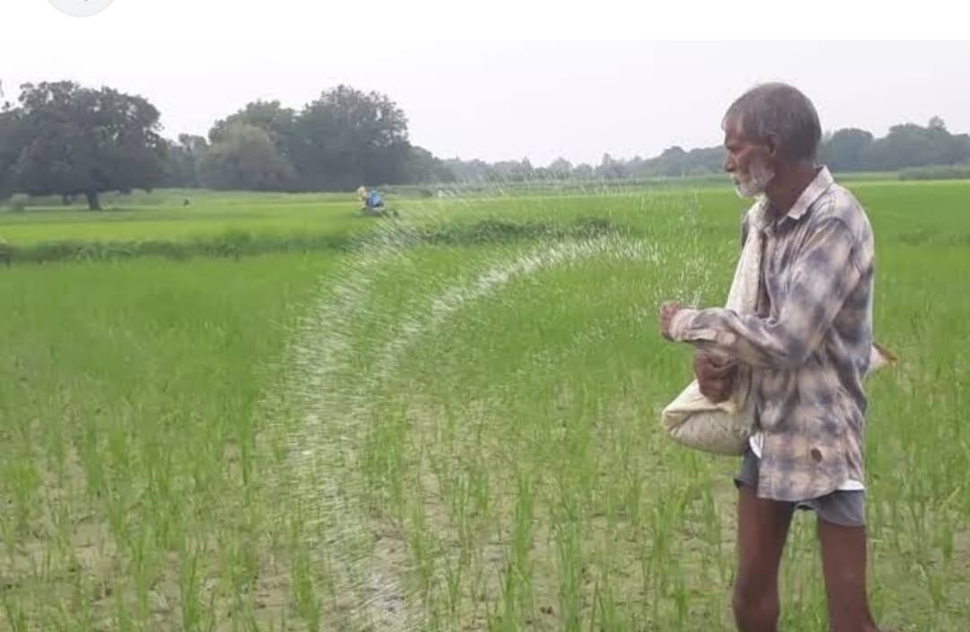 Darbhanga News: बारिश के बाद बढ़ी यूरिया की मांग, ग्रामीण इलाकाें में हो रही कालाबाजारी
