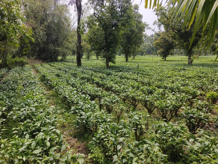 चाय पत्ती की कीमत बढ़ने से किसानों को खिले चेहरे