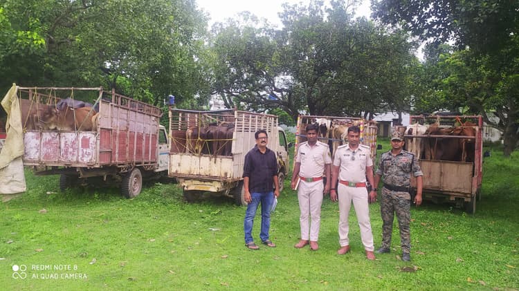 चार दर्जन मवेशी लोड सात पिकअप जब्त